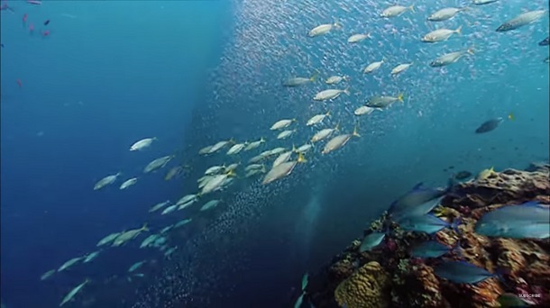 Канал BBC Earth виклав серію 10-годинних відео про океан (спойлер: вони неймовірні!)