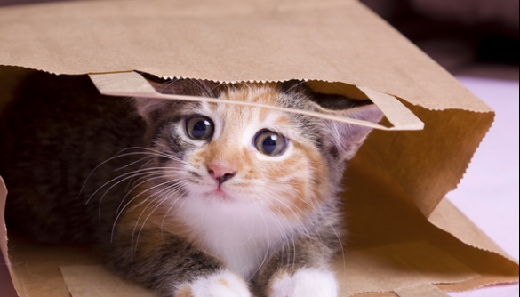 Як перегляд відео з котиками може приносити користь - дослідження