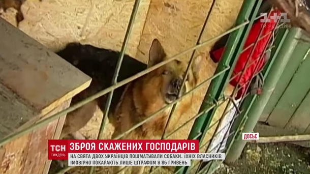«ТСН» вражає кровожерливими новинами про собак-убивць та доґхантерів