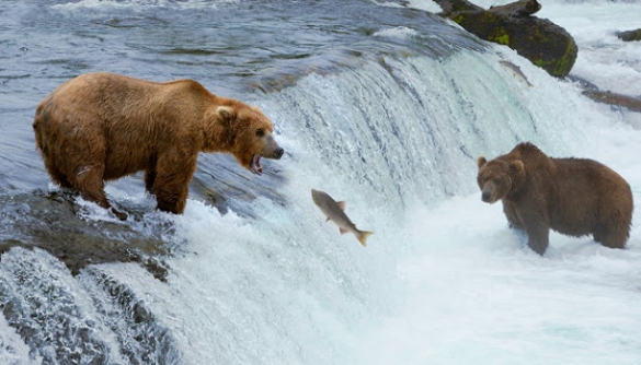 Програма Google Earth запустила онлайн-трансляції дикої природи - користувачі можуть подивитися на бурих ведмедів на Алясці