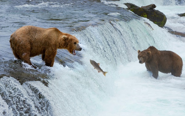 Програма Google Earth запустила онлайн-трансляції дикої природи - користувачі можуть подивитися на бурих ведмедів на Алясці