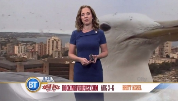 «Гігантський» мартин увірвався до прогнозу погоди канадського телеканалу