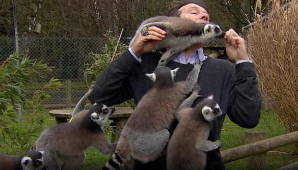 Журналіст BBC намагався зняти стендап в зоопарку з лемурами (спойлер: усе пішло не так)