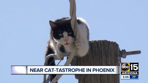 Американські журналісти півтори години транслювали порятунок кішки