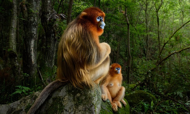 У конкурсі Wildlife Photographer of the Year перемогли фото з мавпами та леопардом