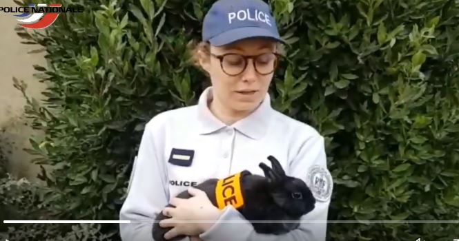 Французька поліція у Twitter повідомила, що братиме на службу кроликів. Це був жарт