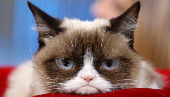 Померла кішка, яка мала 2,4 млн підписників у Instagram