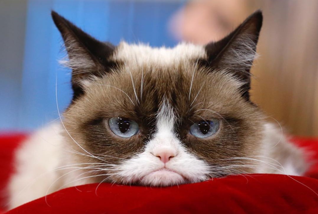 Померла кішка, яка мала 2,4 млн підписників у Instagram