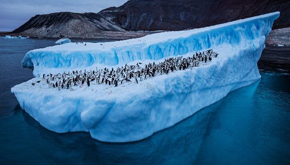 У «Вікіпедії» акція до 200-річчя відкриття Антарктиди