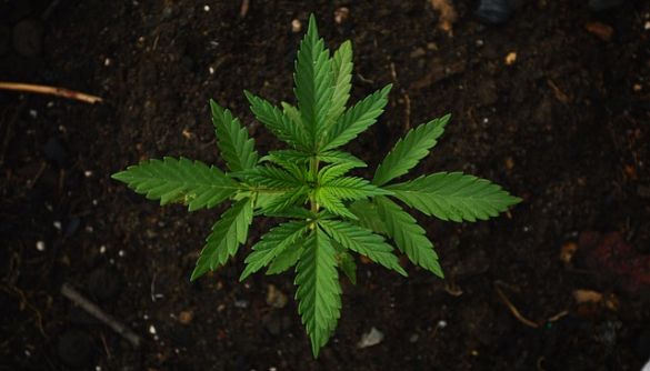 «Наркоопитування»: у токшоу маніпулювали довкола запитання про медичну марихуану