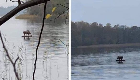 Інформація про вепра, який пливе на плоті до Луцька, виявилась фейком