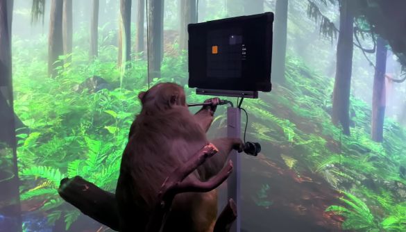 Компанія Ілона Маска навчила мавпу грати у відеогру силою думки