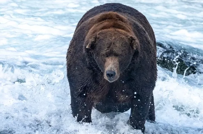 Боти намагалися вплинути на результати голосування за найтовстішого ведмедя Аляски