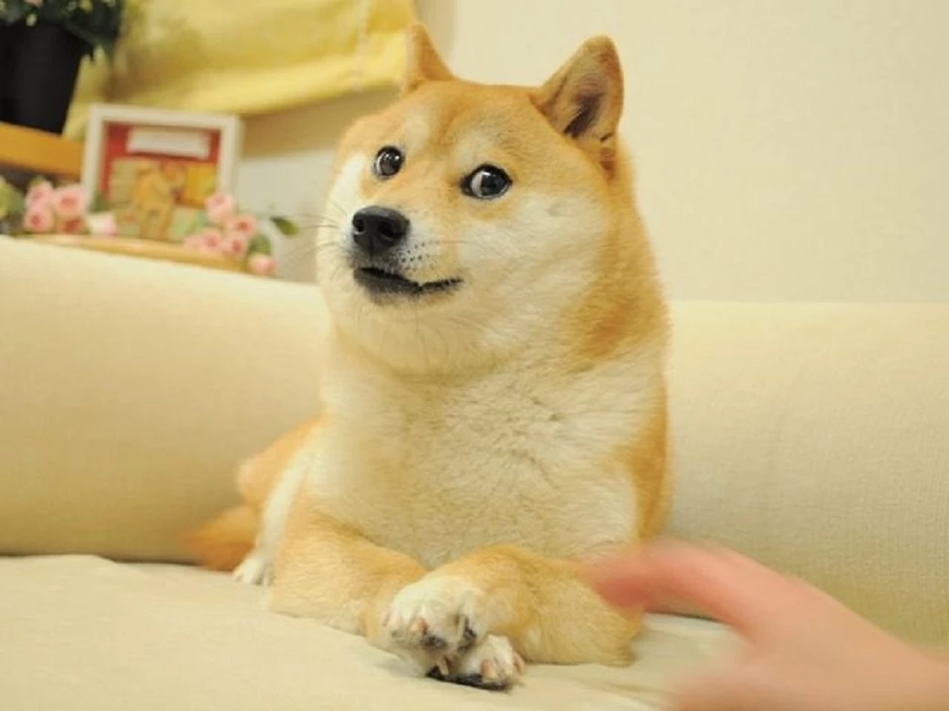 У Японії помер собака, мем з яким надихнув на створення Dogecoin