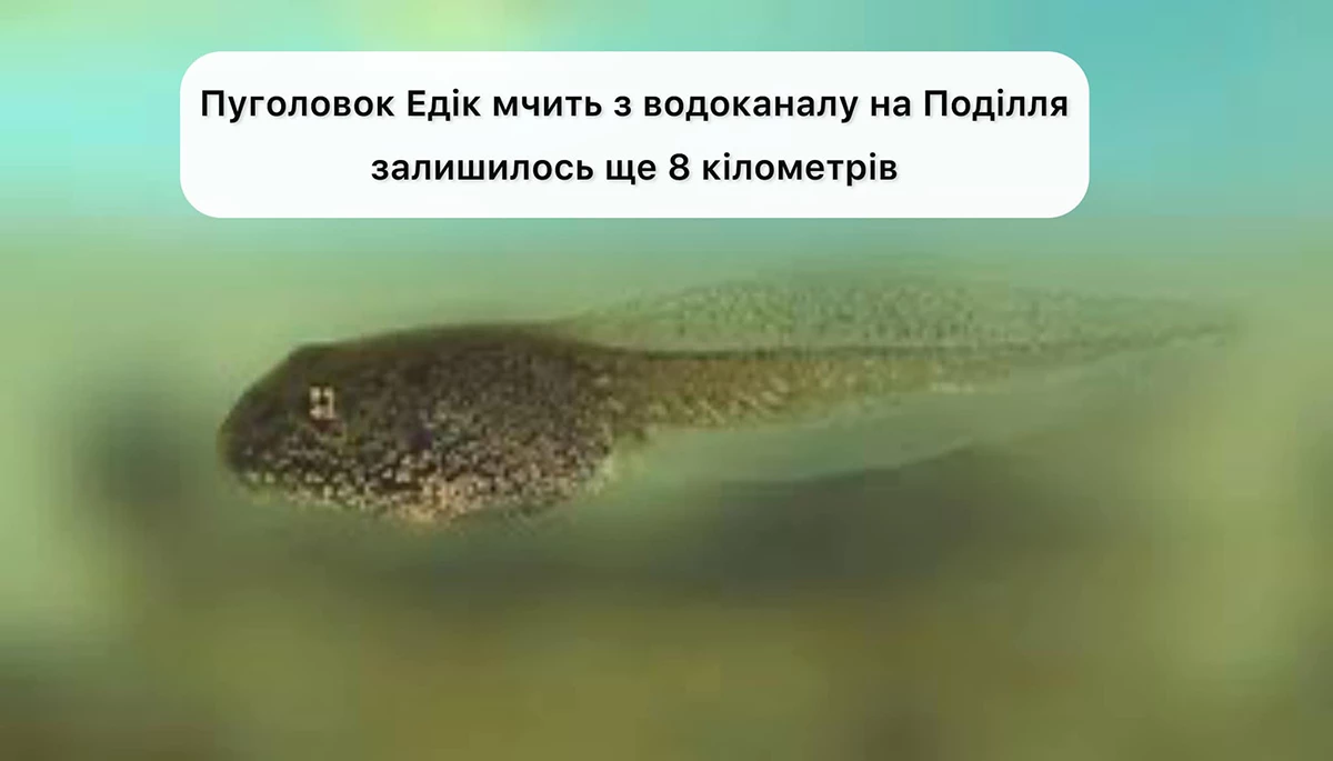 Знаменитості, меми, пуголовок Едік. Як українські компанії намагаються комунікувати «по-людськи»