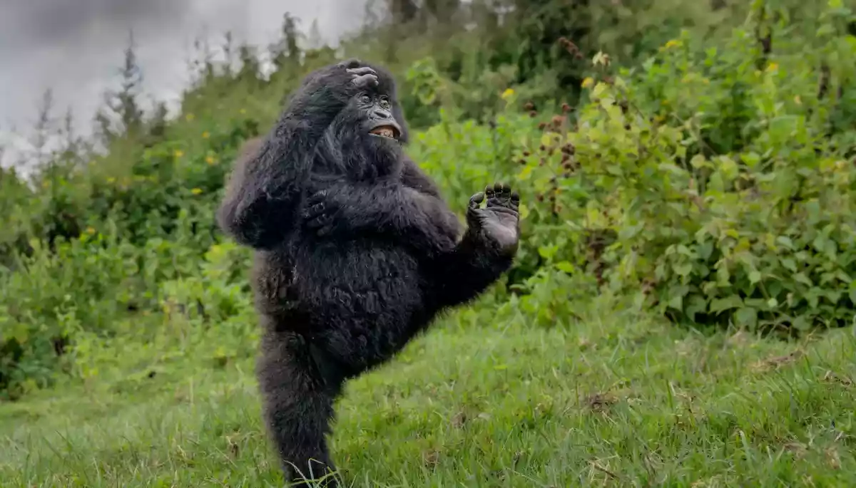 Фотоконкурс Nikon Comedy Wildlife Awards 2025 оголосив переможців Фотоконкурс Nikon Comedy Wildlife Awards 2025 оголосив переможців